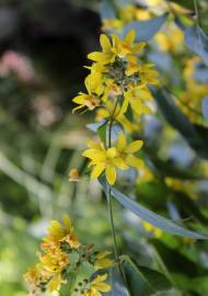 Fotografia da espécie Lysimachia vulgaris