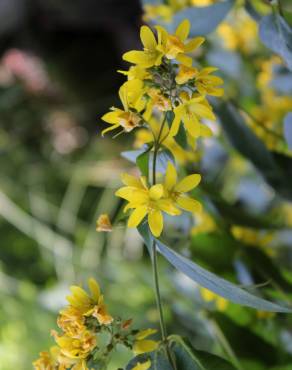 Fotografia 5 da espécie Lysimachia vulgaris no Jardim Botânico UTAD