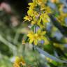 Fotografia 5 da espécie Lysimachia vulgaris do Jardim Botânico UTAD