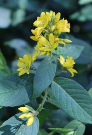 Fotografia da espécie Lysimachia vulgaris