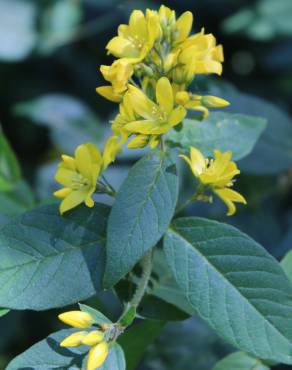 Fotografia 6 da espécie Lysimachia vulgaris no Jardim Botânico UTAD