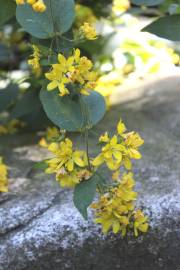 Fotografia da espécie Lysimachia vulgaris