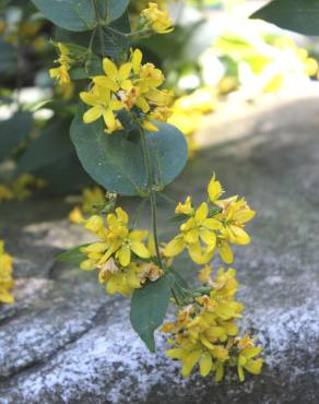 Fotografia 7 da espécie Lysimachia vulgaris no Jardim Botânico UTAD