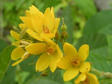 Fotografia da espécie Lysimachia vulgaris