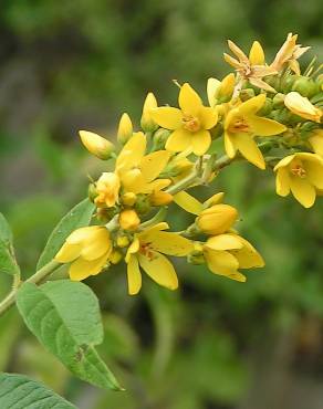 Fotografia 9 da espécie Lysimachia vulgaris no Jardim Botânico UTAD