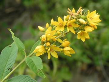 Fotografia da espécie Lysimachia vulgaris