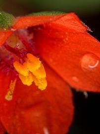 Fotografia da espécie Anagallis arvensis subesp. arvensis