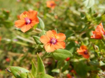 Fotografia da espécie Anagallis arvensis subesp. arvensis