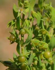 Asterolinon linum-stellatum