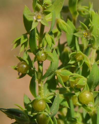 Fotografia de capa Asterolinon linum-stellatum - do Jardim Botânico