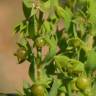 Fotografia 1 da espécie Asterolinon linum-stellatum do Jardim Botânico UTAD