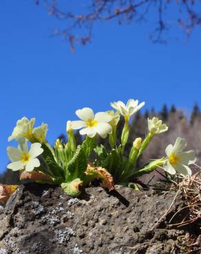 Fotografia 3 da espécie Primula acaulis subesp. acaulis no Jardim Botânico UTAD