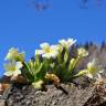 Fotografia 3 da espécie Primula acaulis subesp. acaulis do Jardim Botânico UTAD