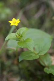 Fotografia da espécie Lysimachia nemorum