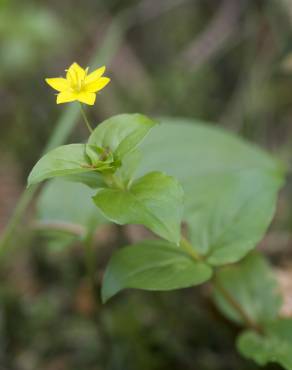 Fotografia 5 da espécie Lysimachia nemorum no Jardim Botânico UTAD