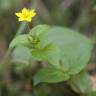 Fotografia 5 da espécie Lysimachia nemorum do Jardim Botânico UTAD