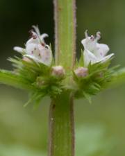 Fotografia da espécie Lycopus europaeus