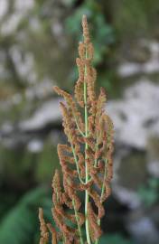 Fotografia da espécie Osmunda regalis