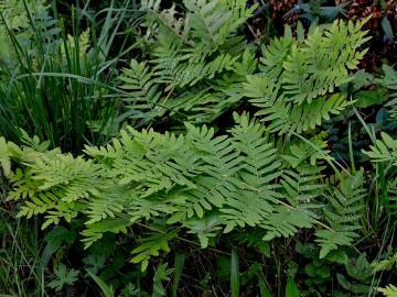 Fotografia da espécie Osmunda regalis