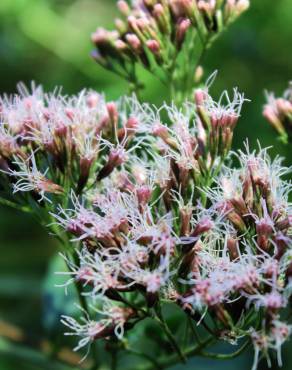 Fotografia 1 da espécie Eupatorium cannabinum subesp. cannabinum no Jardim Botânico UTAD