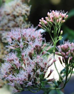 Fotografia 11 da espécie Eupatorium cannabinum subesp. cannabinum no Jardim Botânico UTAD