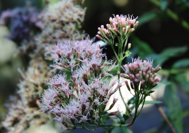 Fotografia da espécie Eupatorium cannabinum subesp. cannabinum