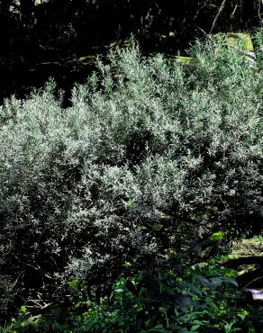 Fotografia 7 da espécie Salix salviifolia subesp. salviifolia no Jardim Botânico UTAD
