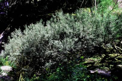 Fotografia da espécie Salix salviifolia subesp. salviifolia