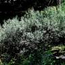 Fotografia 7 da espécie Salix salviifolia subesp. salviifolia do Jardim Botânico UTAD