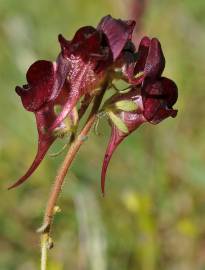 Fotografia da espécie Linaria aeruginea subesp. aeruginea