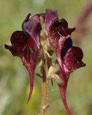 Fotografia da espécie Linaria aeruginea