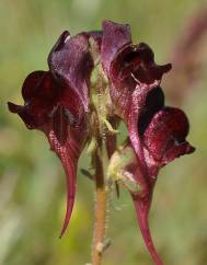Linaria aeruginea subesp. aeruginea