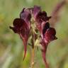 Fotografia 1 da espécie Linaria aeruginea subesp. aeruginea do Jardim Botânico UTAD