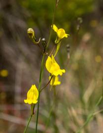 Fotografia da espécie Linaria spartea