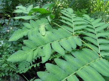 Fotografia da espécie Osmunda regalis