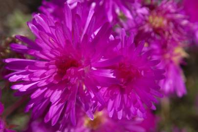 Fotografia da espécie Lampranthus multiradiatus