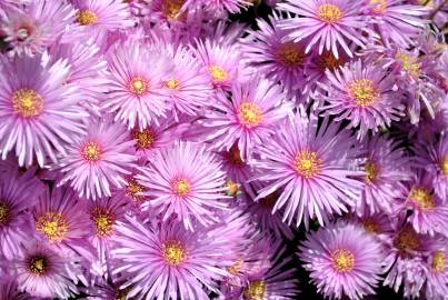 Fotografia da espécie Lampranthus multiradiatus