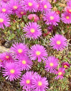 Fotografia 1 da espécie Lampranthus multiradiatus no Jardim Botânico UTAD