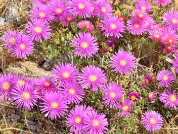 Fotografia da espécie Lampranthus multiradiatus