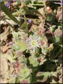 Fotografia da espécie Mesembryanthemum crystallinum