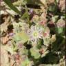 Fotografia 2 da espécie Mesembryanthemum crystallinum do Jardim Botânico UTAD