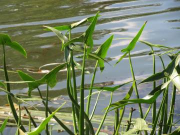 Fotografia da espécie Sagittaria sagittifolia