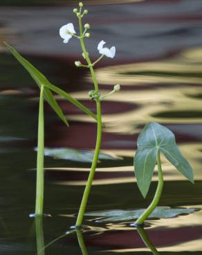 Fotografia 3 da espécie Sagittaria sagittifolia no Jardim Botânico UTAD