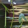 Fotografia 3 da espécie Sagittaria sagittifolia do Jardim Botânico UTAD