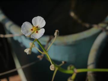 Fotografia da espécie Sagittaria sagittifolia