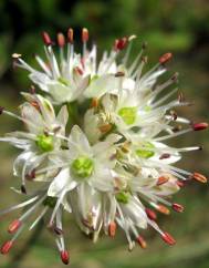 Allium ericetorum