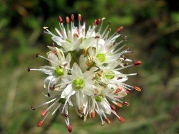 Fotografia da espécie Allium ericetorum