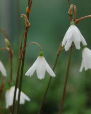 Fotografia da espécie Acis autumnalis