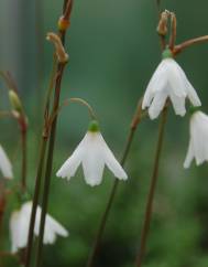 Acis autumnalis