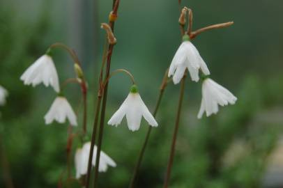 Fotografia da espécie Acis autumnalis